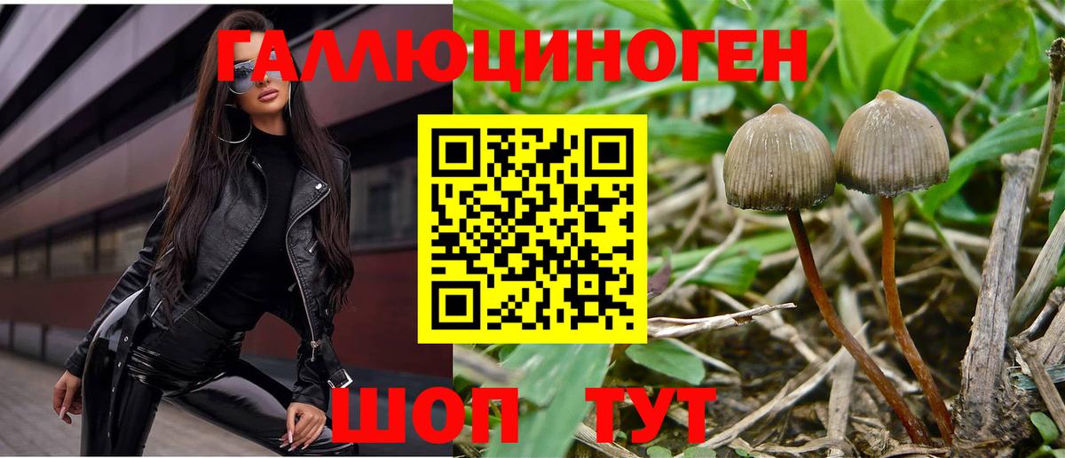 купить   Вход с VPN  Рязань  Псилоцибиновые грибы MAGIC MUSHROOMS 
